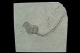 Crinoid (Platycrinites) Fossil - Crawfordsville, Indiana #125914-1